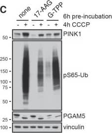 PINK1 Antibody - BSA Free