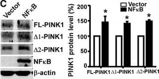 PINK1 Antibody - BSA Free