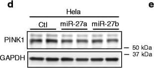 PINK1 Antibody - BSA Free