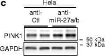 PINK1 Antibody - BSA Free