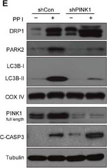 PINK1 Antibody - BSA Free