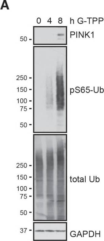 PINK1 Antibody - BSA Free