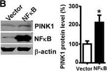 PINK1 Antibody - BSA Free