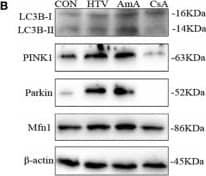 PINK1 Antibody - BSA Free