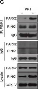 PINK1 Antibody - BSA Free