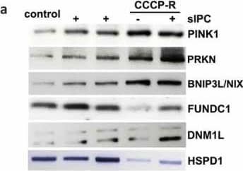 PINK1 Antibody - BSA Free