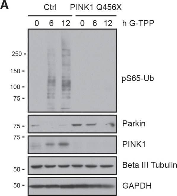 PINK1 Antibody - BSA Free