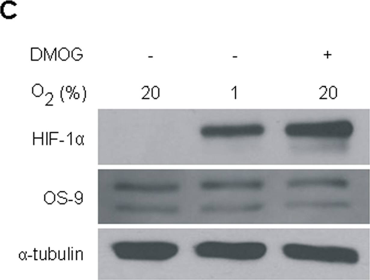 OS9 Antibody