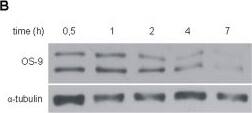 OS9 Antibody
