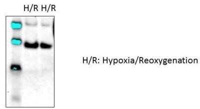 Western Blot: bcl-x Antibody (2H12)Azide and BSA Free [NBP2-34531]