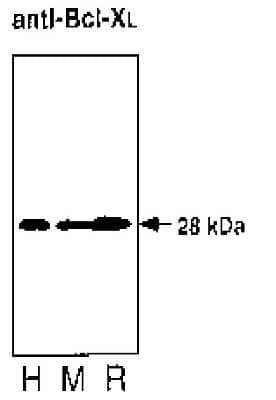 Western Blot: bcl-x Antibody (2H12) [NBP3-11881]