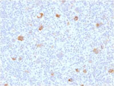 Immunohistochemistry-Paraffin: bcl-x Antibody (BCL2L1/2406) - Azide and BSA Free [NBP3-08777]