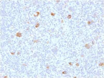 Immunohistochemistry-Paraffin: bcl-x Antibody (BCL2L1/2406) [NBP3-07455]