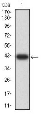 Western Blot: beta-1,3-Glucuronyltransferase 1/B3GAT1 Antibody (3B8C12)BSA Free [NBP2-61709]