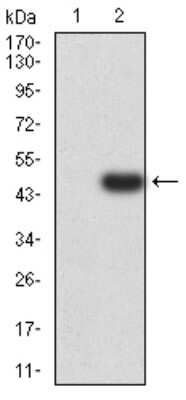 Western Blot: beta-1,3-Glucuronyltransferase 1/B3GAT1 Antibody (3B8C12)BSA Free [NBP2-61709]