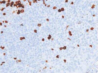 Immunohistochemistry-Paraffin: CD57 Antibody (IHC539) [NBP2-75981]