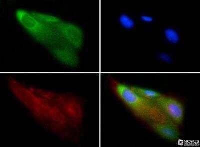 Immunocytochemistry/ Immunofluorescence: beta-1,3-Glucuronyltransferase 1/B3GAT1 Antibody - BSA Free [NBP1-19788]