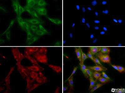 Immunocytochemistry/ Immunofluorescence: beta-1,3-Glucuronyltransferase 1/B3GAT1 Antibody - BSA Free [NBP1-78982]