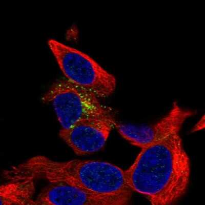 Immunocytochemistry/ Immunofluorescence: beta-1,3-Glucuronyltransferase 1/B3GAT1 Antibody [NBP2-57597]