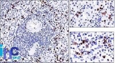 Immunohistochemistry-Paraffin: CD57 Antibody (NK-1) - Azide and BSA Free [NBP2-47789]