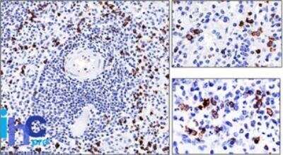 Immunohistochemistry-Paraffin: CD57 Antibody (NK-1) - IHC-Prediluted [NBP2-48348]