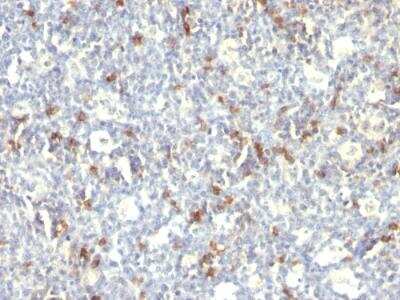 Immunohistochemistry-Paraffin: CD57 Antibody (SPM129) - IHC-Prediluted [NBP2-48349]