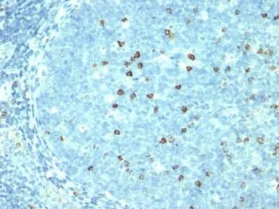 Immunohistochemistry-Paraffin: CD57 Antibody (SPM527) - Azide and BSA Free [NBP2-47788]