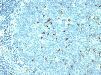 Immunohistochemistry-Paraffin: CD57 Antibody (SPM527) - IHC-Prediluted [NBP2-48347]