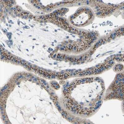 Immunohistochemistry-Paraffin: beta-1,4-Galactosyltransferase 1/B4GalT1 Antibody [NBP1-88655]
