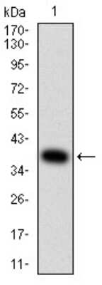 Western Blot: beta-2 Adrenergic R/ADRB2 Antibody (4A6C9)BSA Free [NBP2-61711]