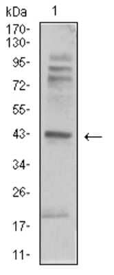 Western Blot: beta-2 Adrenergic R/ADRB2 Antibody (5G3B5)BSA Free [NBP2-61710]