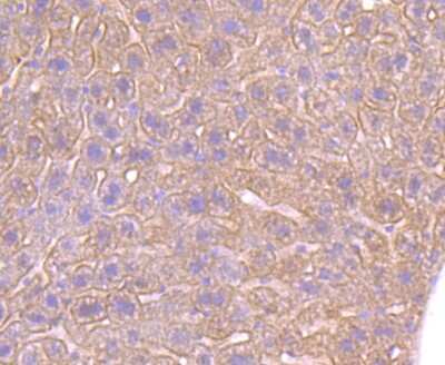 Immunohistochemistry-Paraffin: beta-2 Adrenergic R/ADRB2 Antibody (JM102-06) [NBP2-67187]