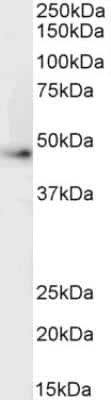 Western Blot: beta-2 Adrenergic R/ADRB2 Antibody [NB100-2424]