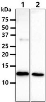 Western Blot: beta 2-Microglobulin Antibody (101F10)BSA Free [NBP2-59477]