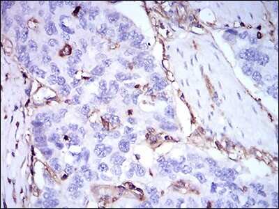 Immunohistochemistry: beta 2-Microglobulin Antibody (3G5H8) - BSA Free [NBP2-37287]