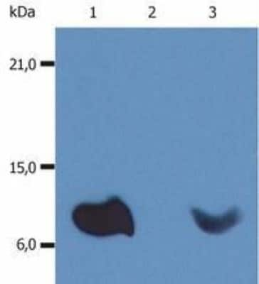 Western Blot: beta 2-Microglobulin Antibody (B2M-01)BSA Free [NB500-317]