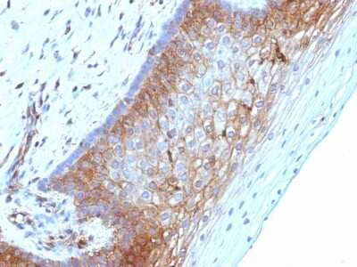 Immunohistochemistry-Paraffin: beta 2-Microglobulin Antibody (B2M/1118) [NBP2-44467]