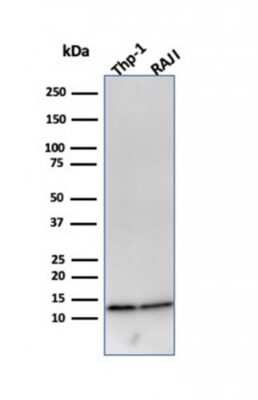 Western Blot: beta 2-Microglobulin Antibody (B2M/961)Azide and BSA Free [NBP2-47704]