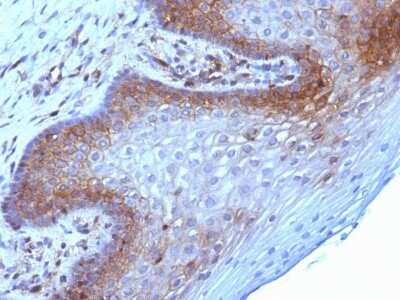 Immunohistochemistry-Paraffin: beta 2-Microglobulin Antibody (B2M/961) [NBP2-44471]