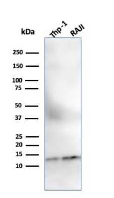 Western Blot: beta 2-Microglobulin Antibody (SPM617)Azide and BSA Free [NBP2-47703]