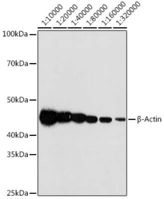 Western Blot: beta-Actin Antibody (4C4) [NBP3-16886]
