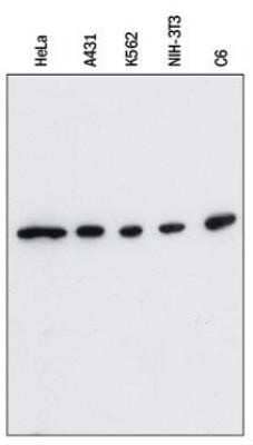 Western Blot: beta-Actin Antibody (8H10D10)Azide and BSA Free [NBP2-80595]