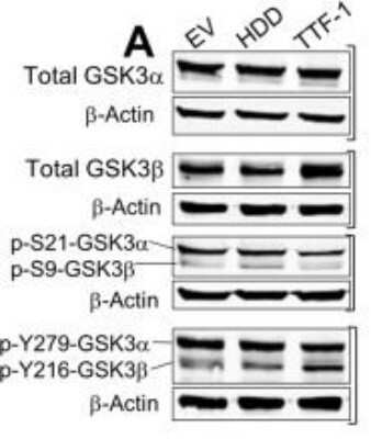 Western Blot: beta-Actin Antibody (8H10D10)Azide and BSA Free [NBP2-80595]