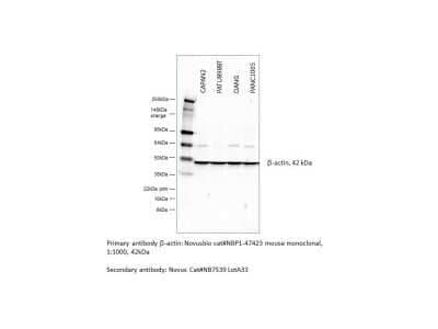 Western Blot: beta-Actin Antibody (8H10D10)Azide and BSA Free [NBP2-80595]