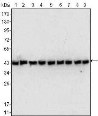 Western Blot: beta-Actin Antibody (8H10D10)BSA Free [NBP1-47423]