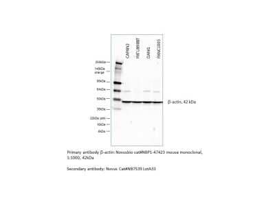 Western Blot: beta-Actin Antibody (8H10D10)BSA Free [NBP1-47423]