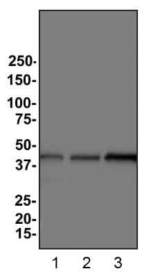 Western Blot: beta-Actin Antibody (8H10D10)BSA Free [NBP1-47423]
