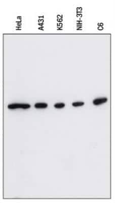 Western Blot: beta-Actin Antibody (8H10D10)BSA Free [NBP1-47423]