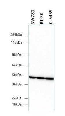 Western Blot: beta-Actin Antibody (8H10D10)BSA Free [NBP1-47423]