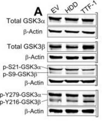 Western Blot: beta-Actin Antibody (8H10D10)BSA Free [NBP1-47423]